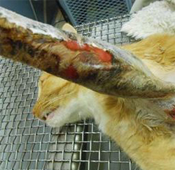 4_Cat with snake bite.jpg